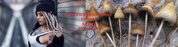 ГАЛЛЮЦИНОГЕННЫЕ ГРИБЫ Аркадак