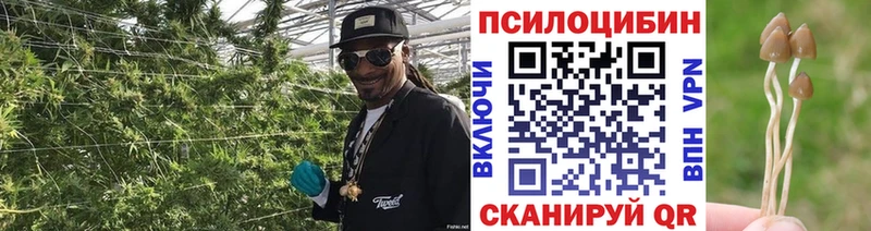 Псилоцибиновые грибы Psilocybine cubensis  Миасс 